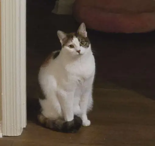 Con Chó Nhà Mình Rất Hư: Hiểu Đúng Nguyên Nhân & Hướng Dẫn Khắc Phục Hiệu Quả