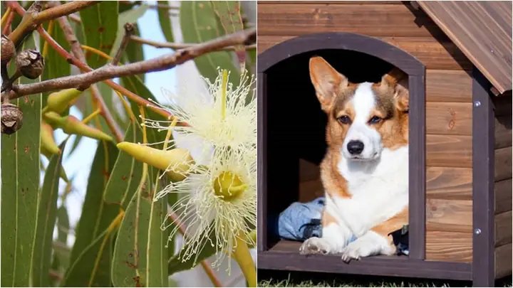 2chó Sợ Mùi Cây Bạch Đàn