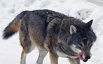 Vụ Sói Hoang Cắn Chết 50 Con Trâu, Bò: Nghiêm Cấm Việc Săn Bắt Chó Sói - Ảnh 2.