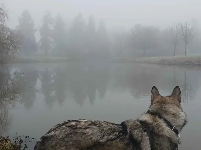 Con Chó Sói Trong Rừng: Kẻ Săn Mồi Đỉnh Cao Của Hệ Sinh Thái