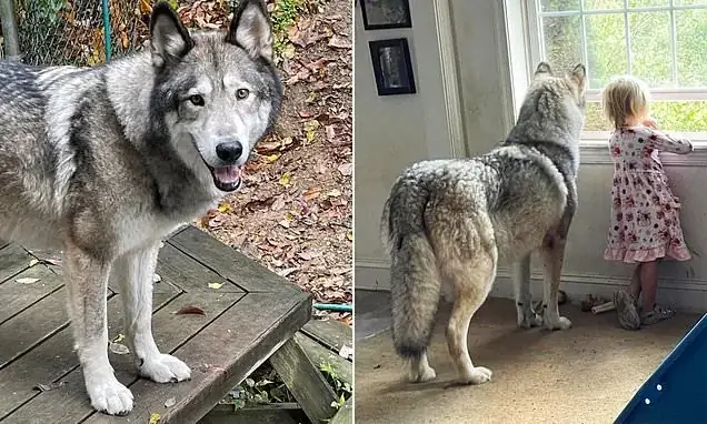 Con Chó Sói Trong Rừng: Kẻ Săn Mồi Đỉnh Cao Của Hệ Sinh Thái