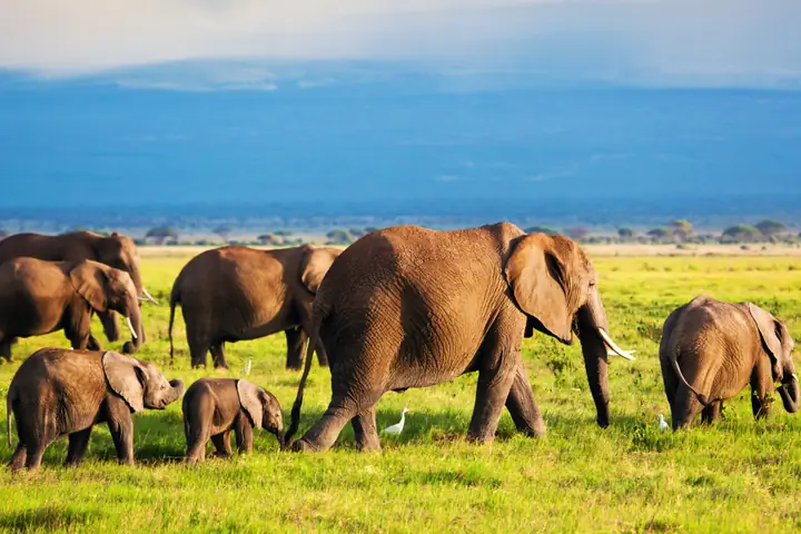 Con Đực, Con Cái Và Con Non Trong Tiếng Anh Là Gì?