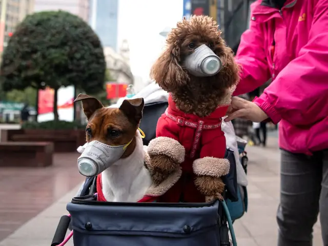 Chó Mèo Có Khả Năng Lây Nhiễm Virus Corona Sang Chủ?