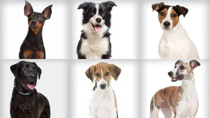 Chó Mèo Có Khả Năng Lây Nhiễm Virus Corona Sang Chủ?