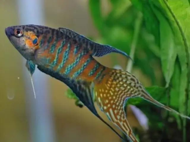 “thả Con Săn Sắt, Bắt Con Cá Sộp”: “cá” Ngày Nay Có Dại Mồi?