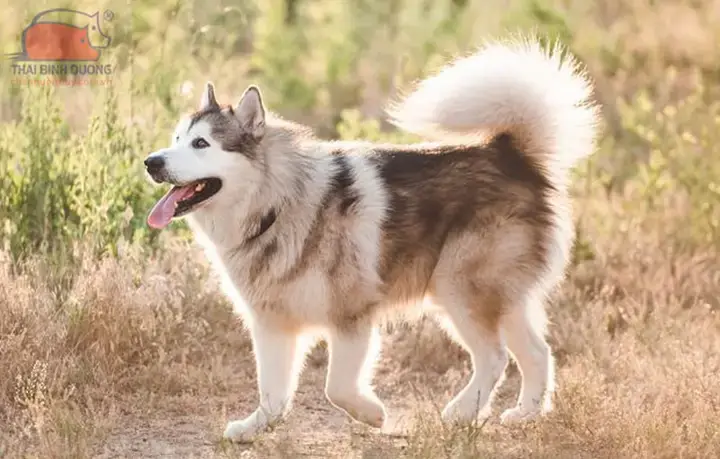 Những Loài Ve Có Kích Thước Đáng Kể Trên Thế Giới