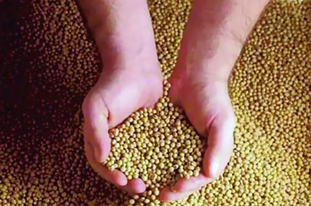 Một Số Loại Hình Trong Công Thức Phối Trộn Thức Ăn Cho Cá