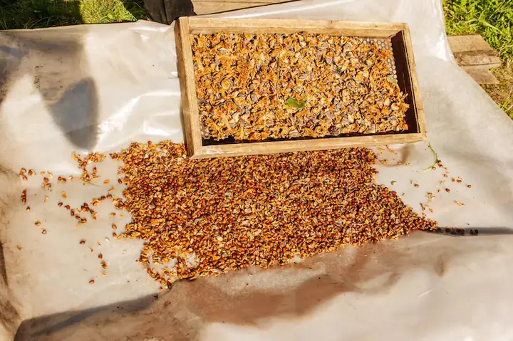 Nguyên Liệu Cần Thiết Cho Phối Trộn Thức Ăn Gà