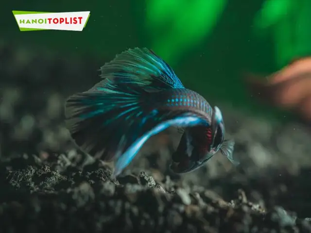 Ca-betta-ha-noi-mytour