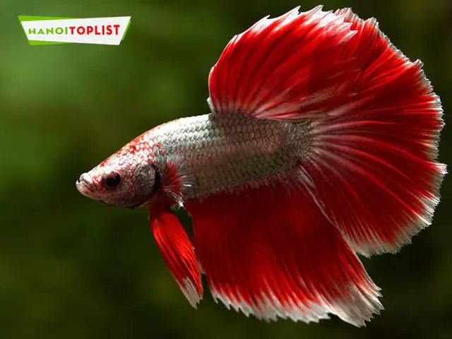 Be-ca-hoang-gia-ca-betta-dep-nhat-ha-noi-mytour