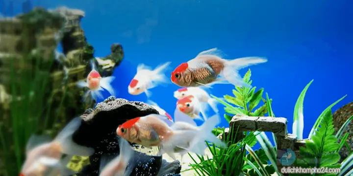 Cửa Hàng Cá Cảnh Thanh Tâm