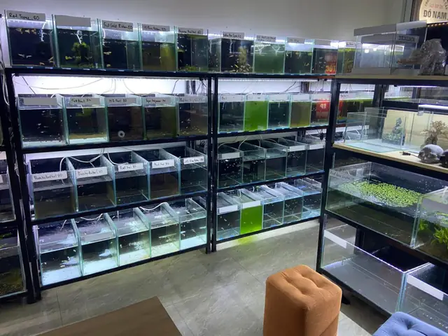 Bí Quyết Chọn Mua Cá Cảnh Đẹp Và Khỏe Mạnh Tại Bến Tre