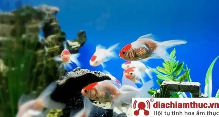 Top 10 Cửa Hàng Cá Cảnh Bình Thạnh Uy Tín Nhất