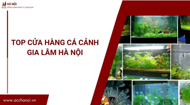 Top Cửa Hàng Cá Cảnh Gia Lâm Hà Nội.jpg