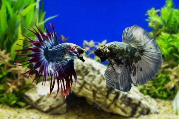 Top 7 Cửa Hàng Cá Cảnh Đáng Tin Cậy Nhất Tại Hà Nội Top 7 Cửa Hàng Cá Cảnh Đáng Tin Cậy Nhất Tại Hà Nội