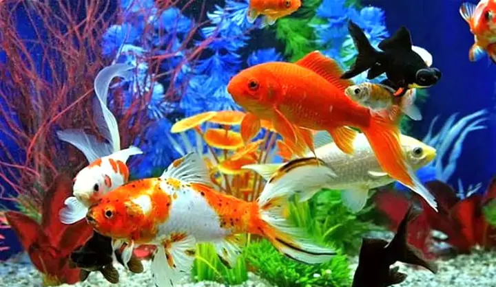 Cửa Hàng Cá Cảnh Tài Lộc: Bí Quyết Chọn Lựa Và Bài Trí Để Hút Vượng Khí