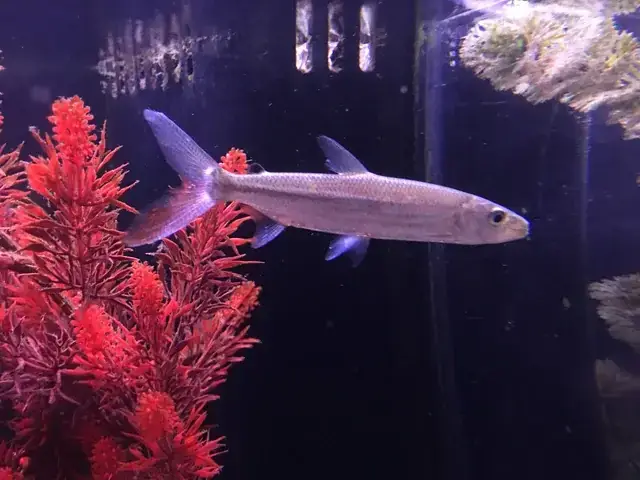 Chất Lượng Cá Cảnh Và Dịch Vụ Khách Hàng Tại Thu Trang