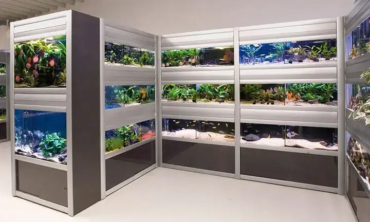 Trung Tín Cá Cảnh: Đánh Giá Chi Tiết Cửa Hàng Cá Cảnh Uy Tín Tại Tp.hcm