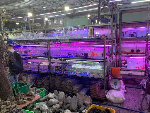 Khám Phá Cá Cảnh Trung Tín Thành Thái Tại Quận 10