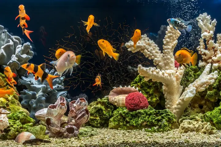 Cửa Hàng Cá Cảnh Vũng Tàu