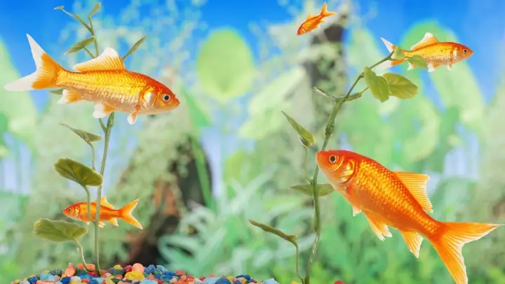 Cập Nhật Giá Cá Cảnh Tại Các Cửa Hàng Tại Bà Rịa Vũng Tàu