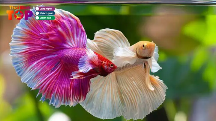 Top 3 Tiệm Cá Cảnh Thái Bình Uy Tín, Giá Tốt | Thaibinhtoplist.com