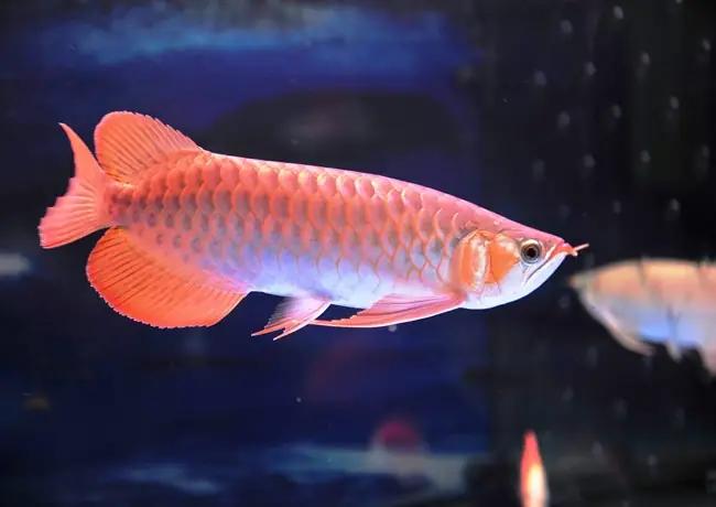 Cửa Hàng Cá Rồng Cửa Hàng Cá Rồng