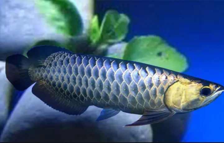 Cửa Hàng Cá Rồng Cửa Hàng Cá Rồng