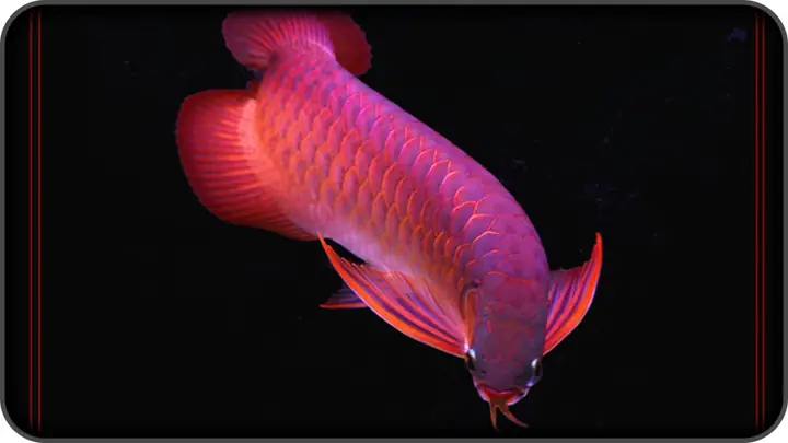 Cửa Hàng Cá Rồng Cửa Hàng Cá Rồng