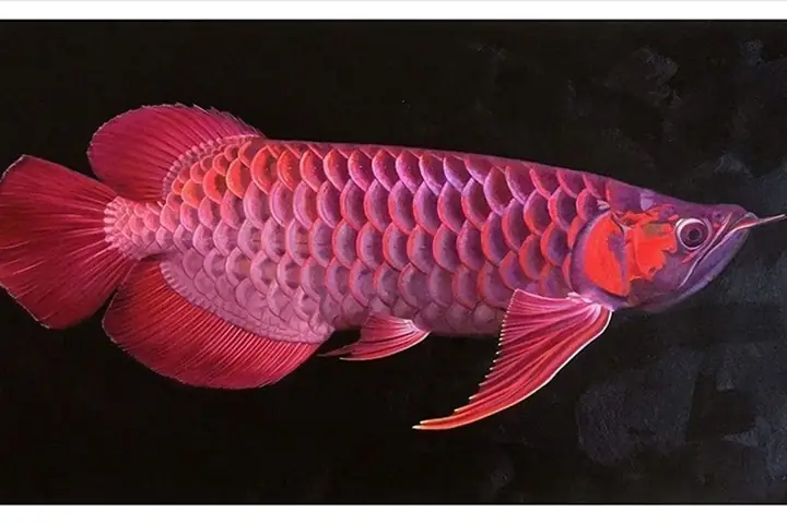 Cửa Hàng Cá Rồng Cửa Hàng Cá Rồng