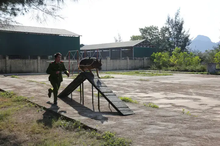 Cục Huấn Luyện Chó Nghiệp Vụ Bộ Công An Là Gì? Vai Trò Và Lịch Sử Hình Thành Cục Huấn Luyện Chó Nghiệp Vụ Bộ Công An Là Gì? Vai Trò Và Lịch Sử Hình Thành