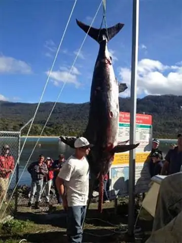 Đánh Bắt Cá Trái Phép Ảnh Hưởng Đại Dương Ra Sao?