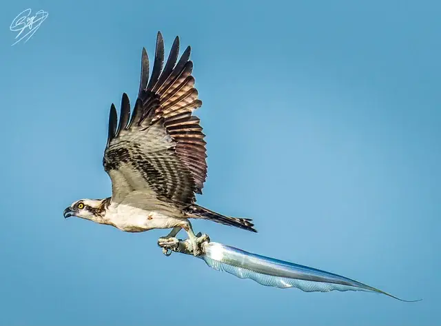 Cutlassfish Là Cá Gì? Tổng Quan Về Loài Cá Hố Bí Ẩn