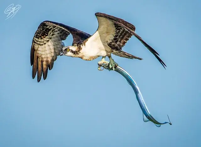 Cutlassfish Là Cá Gì? Tổng Quan Về Loài Cá Hố Bí Ẩn