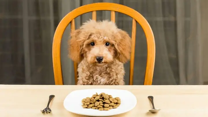 4cách Chữa Trị Bệnh Care Của Chó