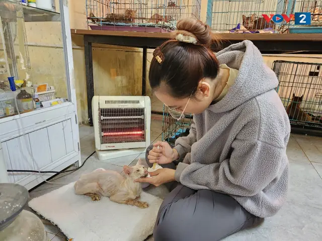 Cứu Hộ Chó Mèo Hoang