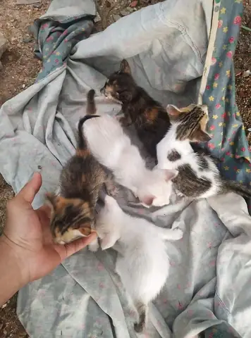 “thường Trú” Ở Mái Ấm Này Là Hơn 300 Trăm Chú Chó Bị Bỏ Rơi, Già Nua, Mắc Bệnh Hiểm Nghèo Được Chị Uyên Như – Trưởng Nhóm Cứu Hộ Chó Mèo Sài Gòn Time Đưa Về Chăm Sóc Và Cưu Mang. “thường Trú” Ở Mái Ấm Này Là Hơn 300 Trăm Chú Chó Bị Bỏ Rơi, Già Nua, Mắc Bệnh Hiểm Nghèo Được Chị Uyên Như – Trưởng Nhóm Cứu Hộ Chó Mèo Sài Gòn Time Đưa Về Chăm Sóc Và Cưu Mang.