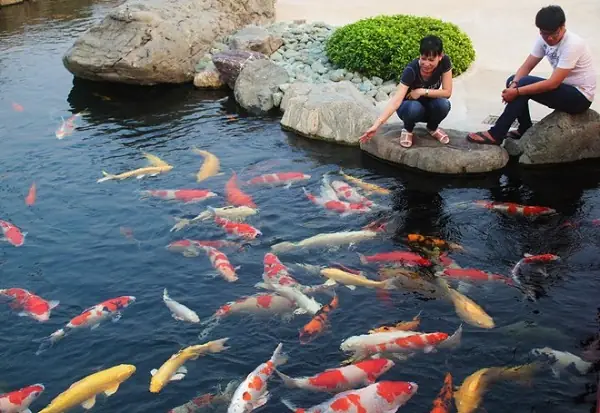 Liệt Kê Một Số Giống Cá Koi Phổ Biến Nhất Hiện Nay