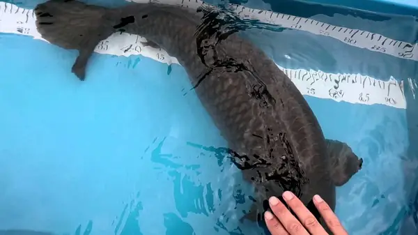 Cá Koi Và Cá Chép Nhật Có Nguồn Gốc Từ Loài Cá Chép Nguyên Thủy