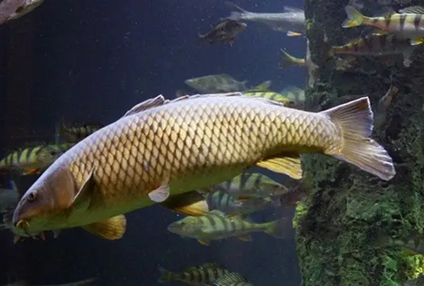 Nguồn Gốc Và Lịch Sử Hình Thành Cá Koi Và Cá Chép Nhật