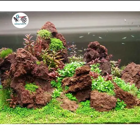 Tác Dụng Đá Nham Thạch Cho Bể Cá Cảnh