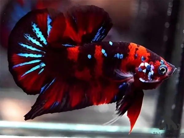 Các Loại Cá Betta Đang Được Ưa Chuộng Nhất Hiện Nay