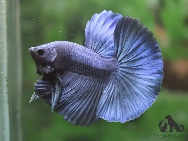 Các Loại Cá Betta Đang Được Ưa Chuộng Nhất Hiện Nay