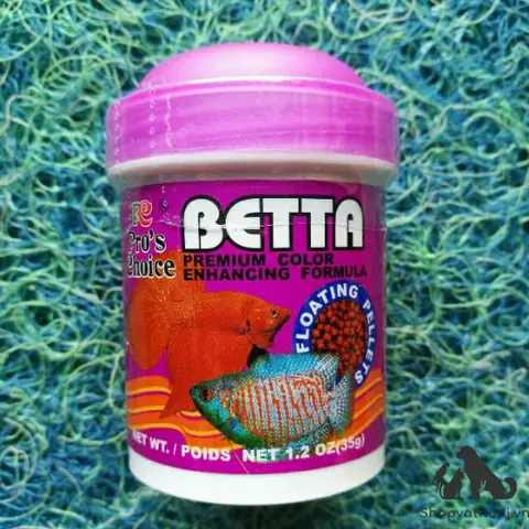 Các Loại Cá Betta Đang Được Ưa Chuộng Nhất Hiện Nay