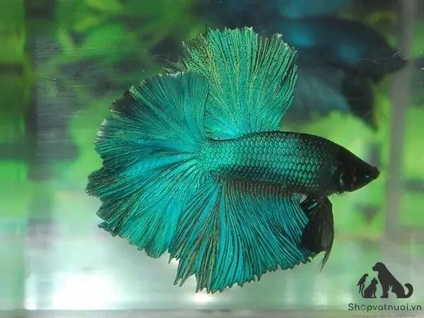 Các Loại Cá Betta Đang Được Ưa Chuộng Nhất Hiện Nay