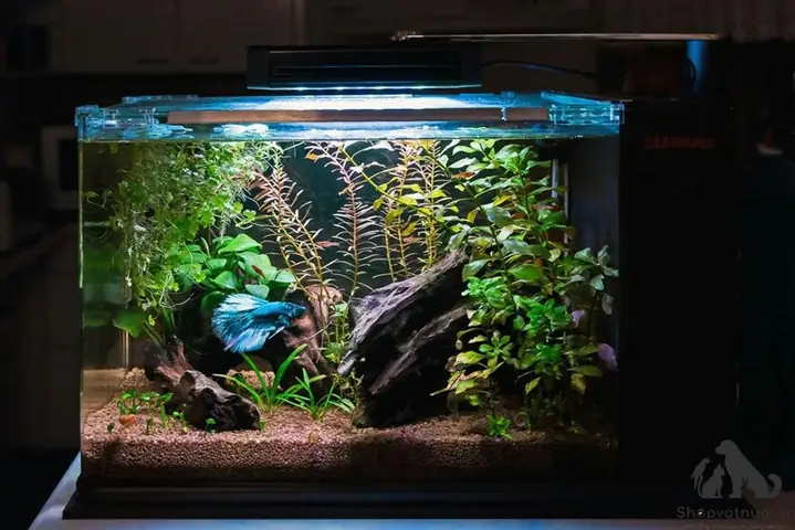 Các Loại Cá Betta Đang Được Ưa Chuộng Nhất Hiện Nay