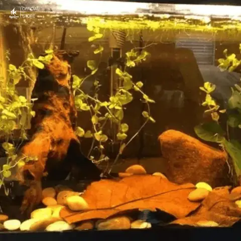 Nguyên Nhân Khiến Nước Bị Vàng Trong Bể Cá Thủy Sinh