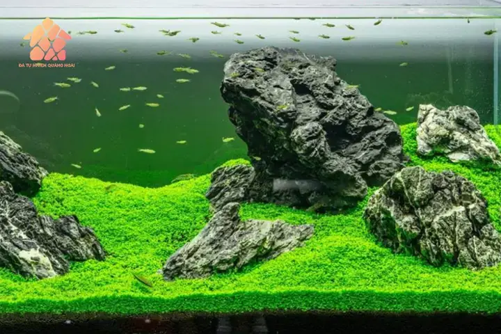 Tầm Quan Trọng Của Đá Lát Bể Cá Trong Hệ Thủy Sinh
