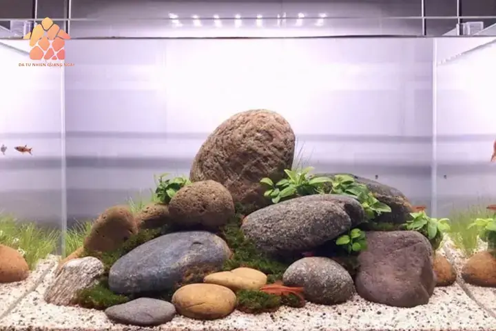 Tiêu Chí Lựa Chọn Đá Lát Bể Cá Phù Hợp Và An Toàn