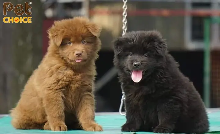 Chế Độ Ăn Uống